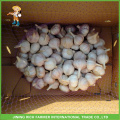 Venda Por Atacado Hot Sale Híbrido Fresco Garlic 6.0CM E Up Mesh Bag Em Carton